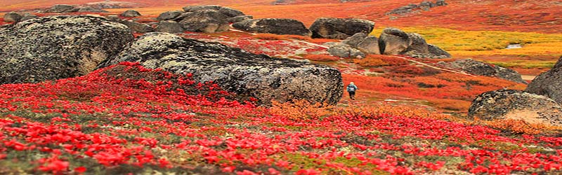 Herbst in Alaska (cc) Bering Land Bridge National Preserve; Herbst in Alaska (cc) Bering Land Bridge National Preserve;