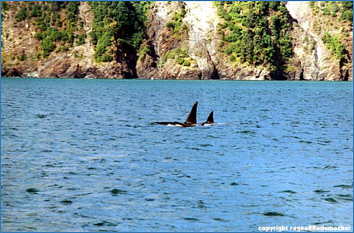 Alaska Bild: Kenai Fjord National Park - Orcas