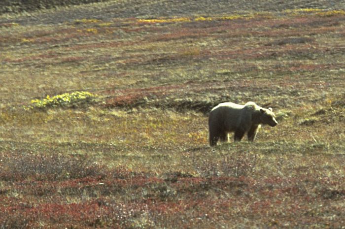 Alaska Bild: Denali National Park - Grizzly