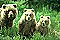 copyright R.Hicker