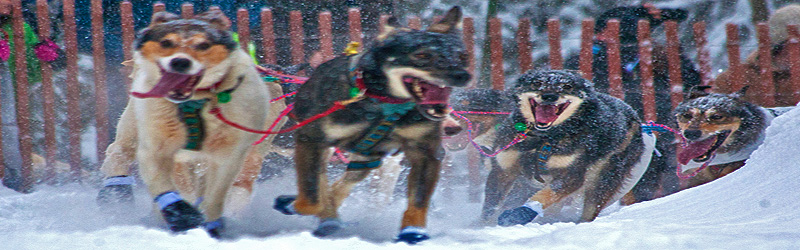 Schlittenhunderennen (c) Frank Kovalchek Schlittenhunderennen (c) Frank Kovalchek