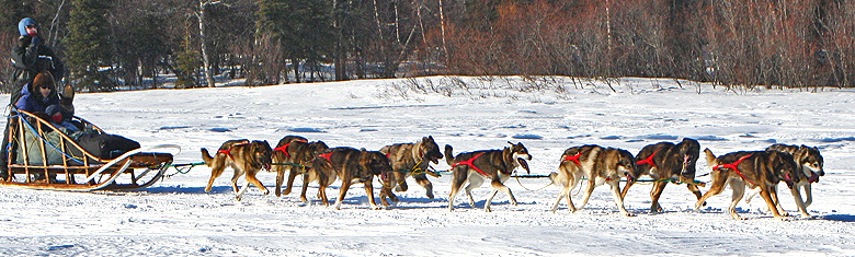 Schlittenhundeteam (c) Todd Radenbaugh Schlittenhundeteam (c) Todd Radenbaugh
