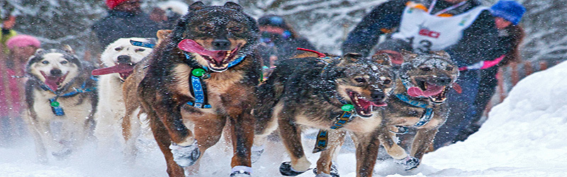 Schlittenhunderennen (c) Frank Kovalchek Schlittenhunderennen (c) Frank Kovalchek