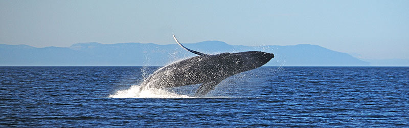 Humpback Whale Breach (cc) Scott Ableman / https://www.flickr.com/photos/ableman/4868175452/ Humpback Whale Breach (cc) Scott Ableman / https://www.flickr.com/photos/ableman/4868175452/