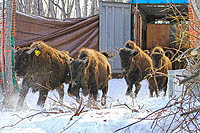 Alaska Native Heritage Center (c) Johane Janelle
