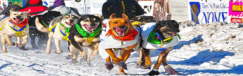 Hundeschlittenrennen (c) Public Relations Department for Visit Anchorage