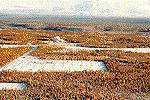 HAARP