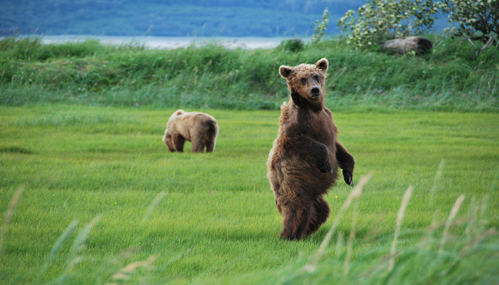 Abenteuer Alaska - Braunbären im  Katmai Nationalparks (c) ZDF und Christopher Gerisch