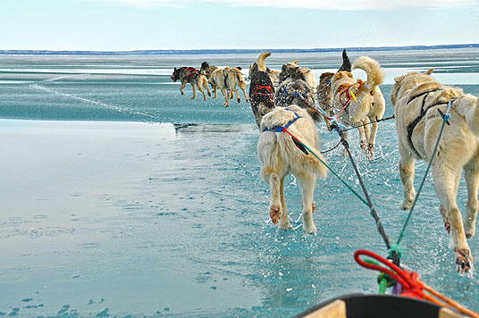 Die Familie mit den Schlittenhunden (c) Real Fiction Filmverleih 
